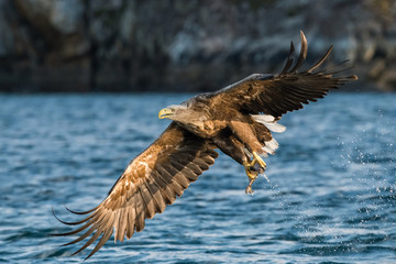 The White-tailed Eagle, Haliaeetus albicilla just has caught a fish from water, colorful environment of wildness. Also known as the Ern, Erne, Gray Eagle, Eurasian Sea Eagle. Nice summer background...