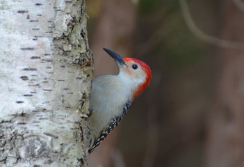 Red Bellied Woodpecker