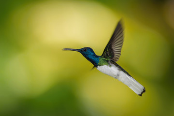 The hummingbird is soaring and drinking the nectar from the beautiful  flower in the rain forest environment. Flying White-necked jacobin, florisuga mellivora mellivora with nice colorful background.