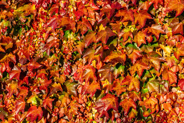 Rotes Weinlaub leuchtet in der Herbstsonne