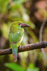 The Crimson-rumped Toucanet, Aulacorhynchus haematopygus perched on the branch in rain forest in Ecuador, dark scene with green color...
