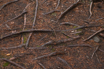 tree roots