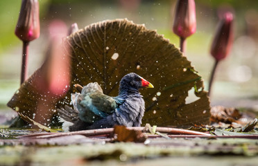 Porphyrio martinicus, American purple gallinule The bird is swimming in the water, there is aquatic vegetation around, Trinidad and Tobago..