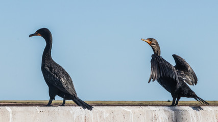 Comorants on the Caribou Warf, Nova Scotia