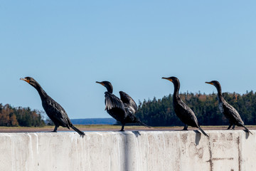 Comorants on the Caribou Warf, Nova Scotia