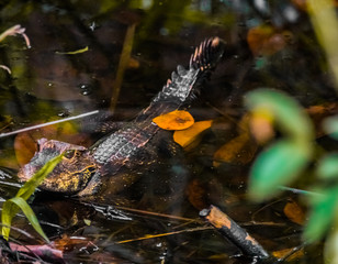 African dwarf crocodile at the lekki conservation centre