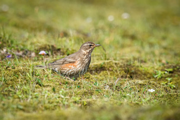 Turdus iliacus, Redwing The bird is standing on the ground in nice wildlife natural environment of Iceland..