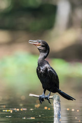 Phalacrocorax brasilianus, Neotropic cormorant The bird is perched on the branch in nice wildlife natural environment of Trinidad and Tobago..