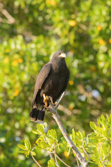 Common black hawk, Buteogallus anthracinus The bird is perched on the branch in nice wildlife natural environment of Trinidad and Tobago..