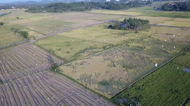 Aerial look down egrets bird fly in the paddy field at Kubang Semang, Penang.