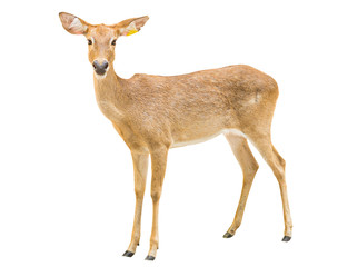 Female antelope on a white background