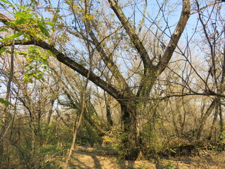 Carska bara Zrenjanin Serbia Nature Reserve Wildlife Sanctuary tree