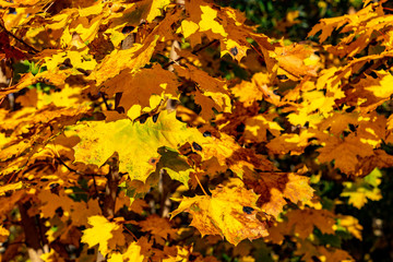 Ahornblätter leuchten golden im Herbstlicht