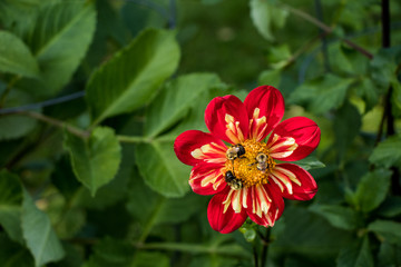 Red flower with bees on it at Halifax Public Gardens