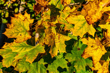 Ahornblätter verfärben sich im Herbst