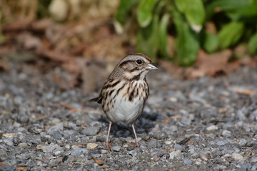 Song Sparrow