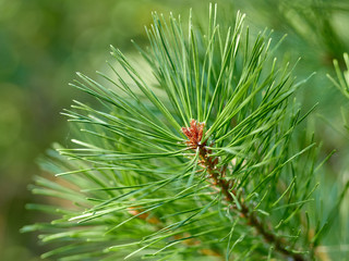 green Christmas trees in the autumn forest        