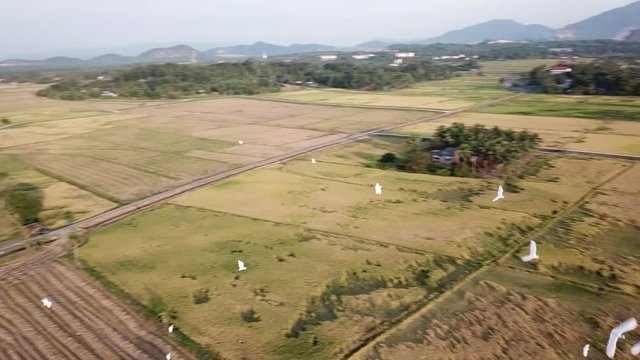 Aerial tracking group of egrets bird fly at Kubang Semang, Penang.