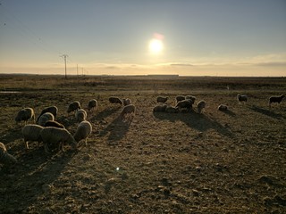 Troupeau de brebis dans la steppe de La Crau