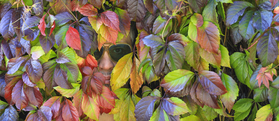 the face of a man in the leaves