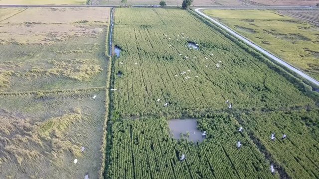 Flock of white egrets fly at paddy field at Kubang Semang, Pulau Pinang