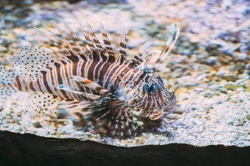 Fototapeta na wymiar Red Lionfish Pterois Volitans Is Venomous Coral Reef Fish Swimming In Aquarium. One Of The Most Poisonous Fish In Sea