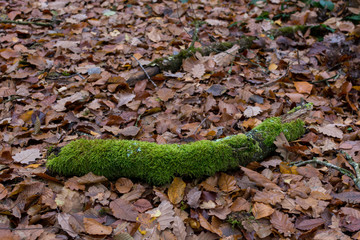 green moss on dead tree