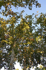 Trees with branches and autumn leaves