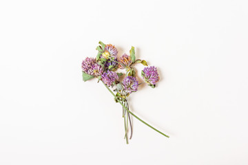 Obraz premium Bouquet of dried purple clover flowers. The concept of collecting medicinal herbs and flowers, herbarium. Minimalism, light background, top view, flat lay. Place for text.