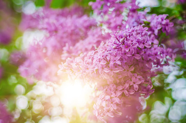 Spring lilac flowers