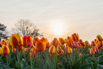 orange tulips in the netherlands