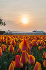 orange tulip sunset