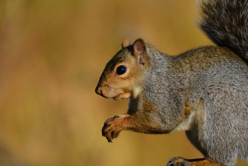 Gray Squirrel 