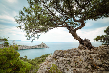 Juniper tree on a cliff