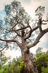 Tall big pine in the forest