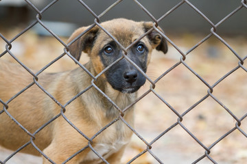 Portrait of a puppy in an animal shelter