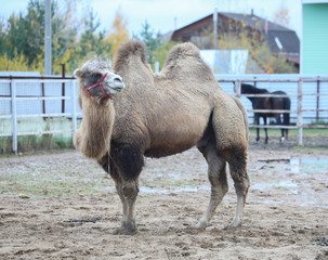 Big camel stot in the sand on a farm, Russia