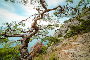 Pine on the edge of a cliff on the background of the sea