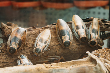 Death's Head Cockroach Or Blaberus Craniifer Is A Cockroach, Similar To The Discoid Cockroach.