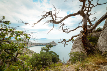 Withered pine on the background of the sea bay