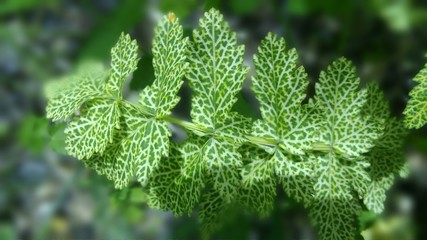frost on green leaves