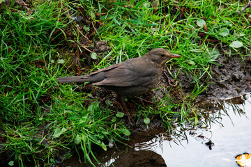 samiczka kosa nad brzegiem strumyka © Dariusz Grochal 