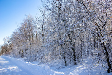 Fototapeta na wymiar Fairy winter forest in the snow. Winter time. Beautiful winter landscape with snow.