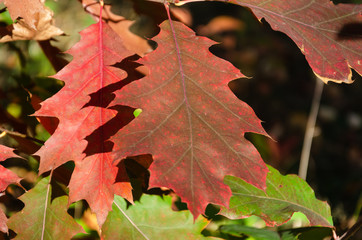 Autumnal red american oak leaves on a sunny October day. Closeup. Autumn background. Selective focus
