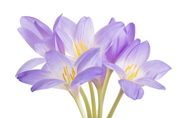 light violet crocus six flowers bunch isolated on white