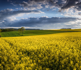 Fototapeta premium Rape Field Landscape at Lower Silesia/Poland