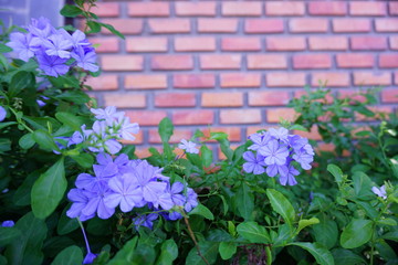 blue flowers on the wall