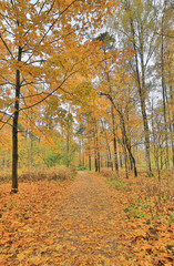 Fototapeta premium dark yellow maple leaves in autumn forest