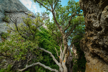 Rocks densely covered with ivy