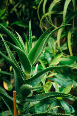 Close View Of Aloe Arborescens In Botanical Garden